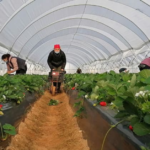 TRABAJO PARA ESCOJER FRUTAS