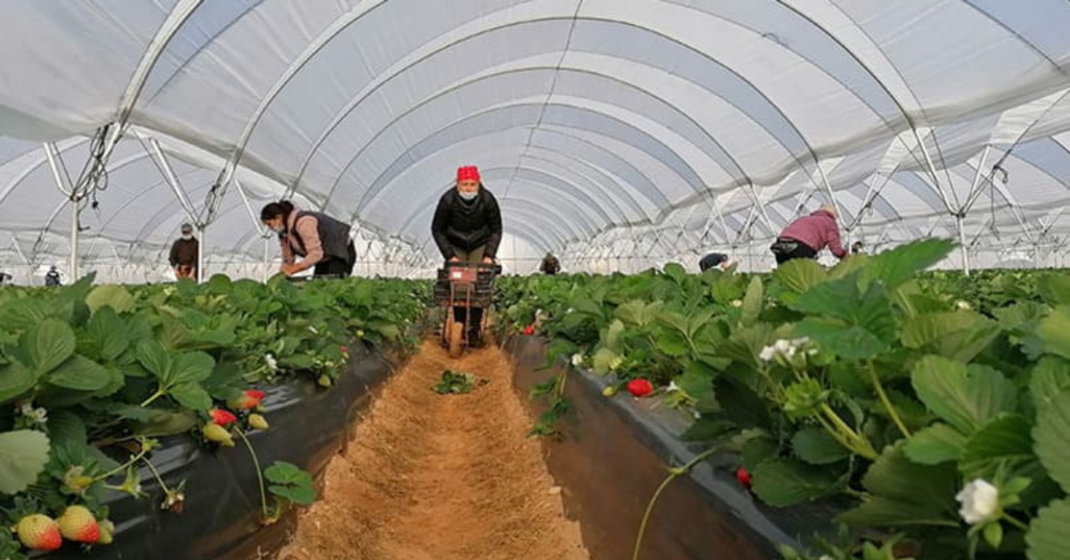 TRABAJO PARA ESCOJER FRUTAS
